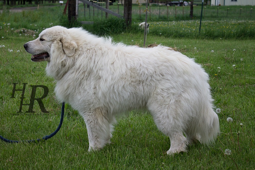 Newfoundland best sale pyrenees mix