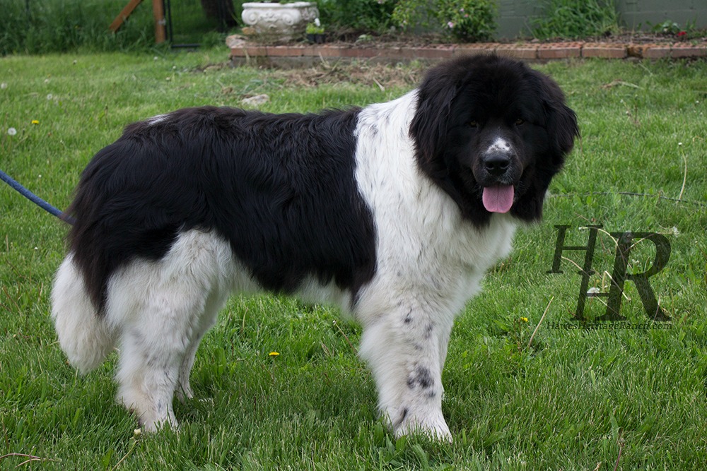 Newfoundland pyrenees sales