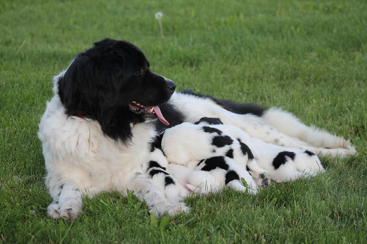 Newfoundland great pyrenees store mix for sale